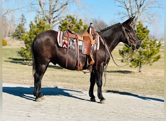 Mule, Gelding, 12 years, Black