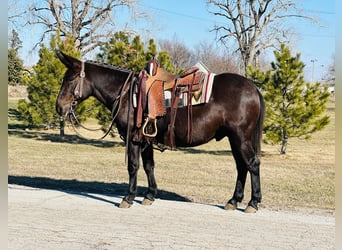 Mule, Gelding, 12 years, Black