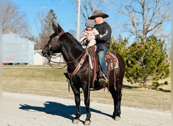 Mule, Gelding, 12 years, Black