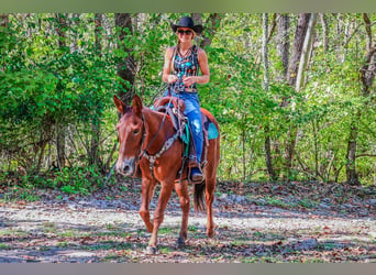 Mule, Gelding, 12 years, Chestnut