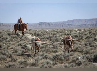 Mule, Gelding, 12 years, Palomino