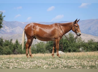 Mule, Gelding, 12 years, Palomino