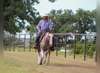 Mule, Gelding, 12 years, Pinto