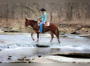 Mule, Gelding, 12 years, Sorrel