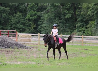 Maultier, Wallach, 13 Jahre, 13,1 hh, Rappe