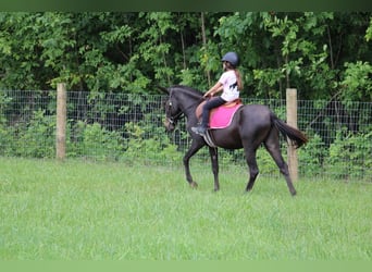 Maultier, Wallach, 13 Jahre, 13,1 hh, Rappe