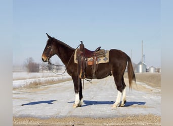 Mule, Gelding, 13 years, 14,1 hh, Chestnut