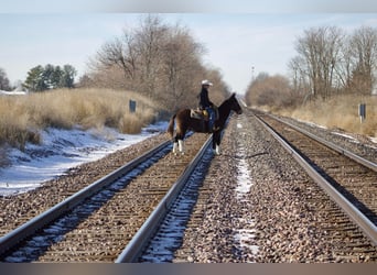 Mule, Gelding, 13 years, 14,1 hh, Chestnut