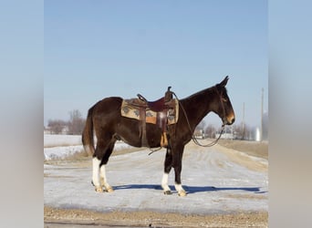 Mule, Gelding, 13 years, 14,1 hh, Chestnut