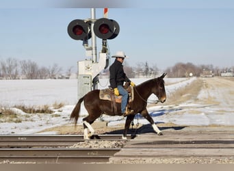 Mule, Gelding, 13 years, 14,1 hh, Chestnut