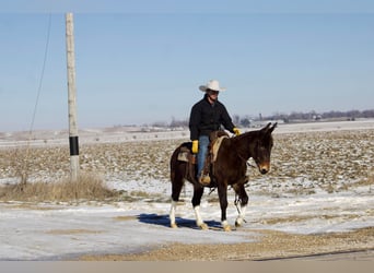 Mule, Gelding, 13 years, 14,1 hh, Chestnut