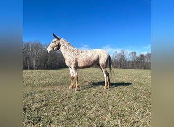 Mule, Gelding, 13 years, 14,1 hh, Roan-Red