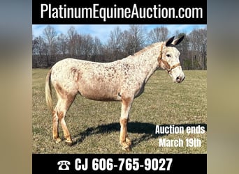 Mule, Gelding, 13 years, 14,1 hh, Roan-Red