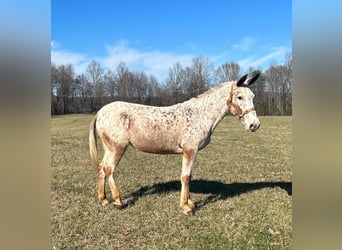 Mule, Gelding, 13 years, 14,1 hh, Roan-Red