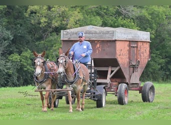 Mule, Gelding, 13 years, 14.3 hh