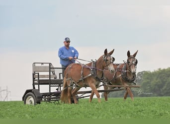 Mule, Gelding, 13 years, 14.3 hh