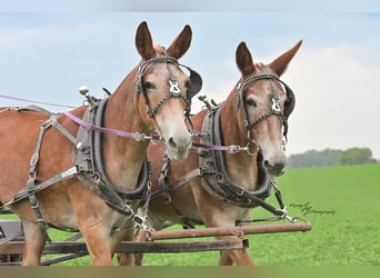 Mule, Gelding, 13 years, 14.3 hh