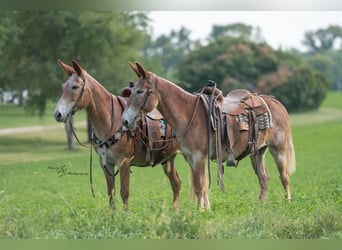 Mule, Gelding, 13 years, 14.3 hh