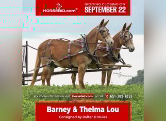 Mule, Gelding, 13 years, 14.3 hh