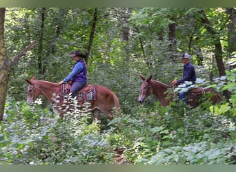 Mule, Gelding, 13 years, 14.3 hh