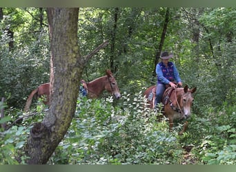 Mule, Gelding, 13 years, 14.3 hh