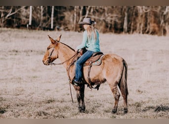 Mule, Gelding, 13 years, 14,3 hh, Dun