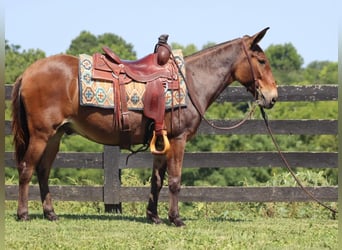 Mule, Gelding, 13 years, 14 hh, Bay