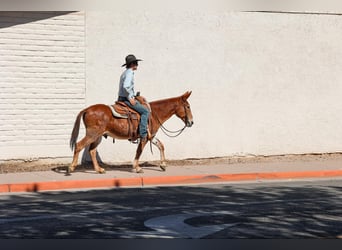 Mule, Gelding, 13 years, 14 hh, Chestnut