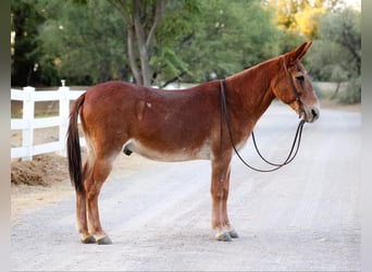 Mule, Gelding, 13 years, 14 hh, Chestnut