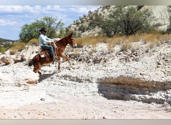 Mule, Gelding, 13 years, 14 hh, Chestnut