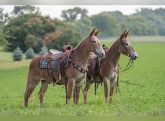 Mule, Gelding, 13 years, 14,3 hh