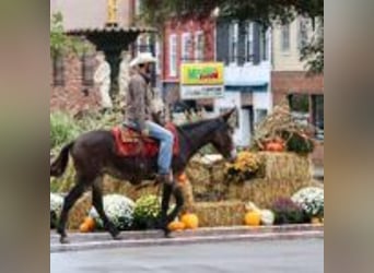 Mule, Gelding, 13 years, 15,1 hh, Black