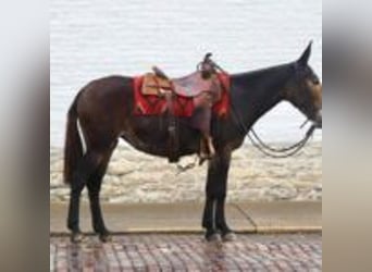 Mule, Gelding, 13 years, 15,1 hh, Black