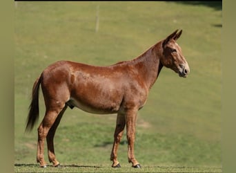 Mule, Gelding, 13 years, 15,1 hh, Sorrel