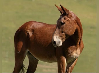 Mule, Gelding, 13 years, 15,1 hh, Sorrel