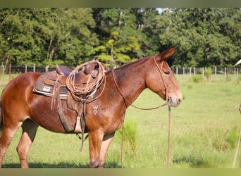 Mule, Gelding, 13 years, 15,1 hh, Sorrel