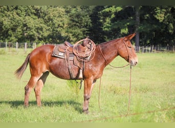 Mule, Gelding, 13 years, 15,1 hh, Sorrel