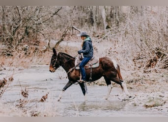 Mule, Gelding, 13 years, 15,1 hh, Tobiano-all-colors