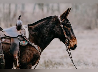 Mule, Gelding, 13 years, 15,1 hh, Tobiano-all-colors