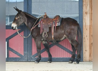 Mule, Gelding, 13 years, 15.3 hh, Black