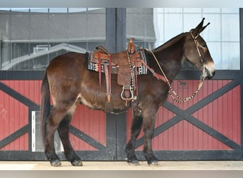 Mule, Gelding, 13 years, 15.3 hh, Black