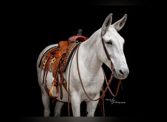 Mule, Gelding, 13 years, 15 hh, Grey