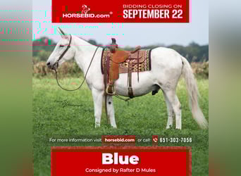 Mule, Gelding, 13 years, 15 hh, Grey