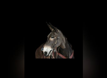 Mule, Gelding, 13 years, 15,3 hh, Black