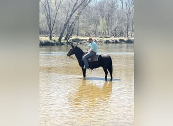 Mule, Gelding, 13 years, Bay