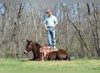 Mule, Gelding, 13 years, Bay