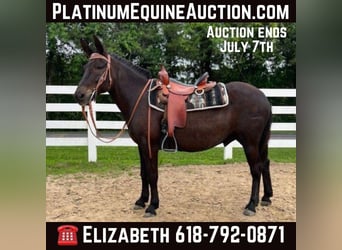 Mule, Gelding, 13 years, Black