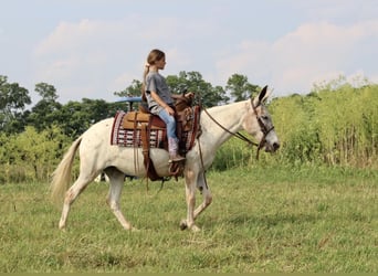 Mule, Gelding, 13 years, Chestnut