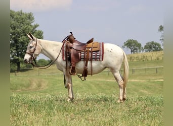 Mule, Gelding, 13 years, Chestnut