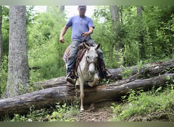 Mule, Gelding, 13 years, Chestnut